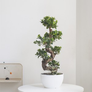 [B25]가지마루B형