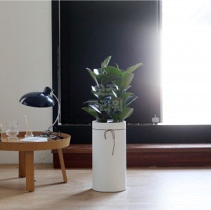 [B25]고무나무1호