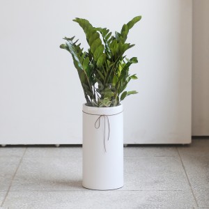 [B25]금전수(돈나무)